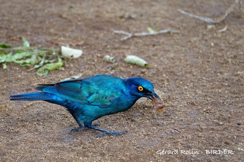 Choucador à oreillons bleus Afrique du Sud