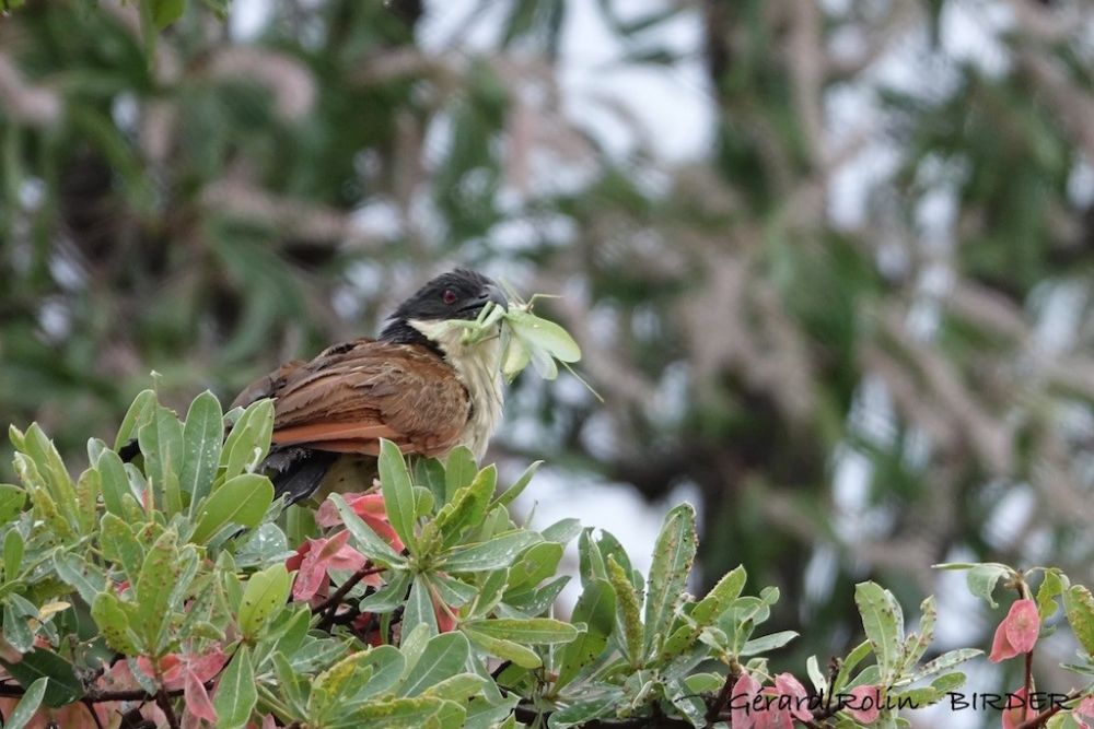 Coucal de Burchell Afrique du Sud