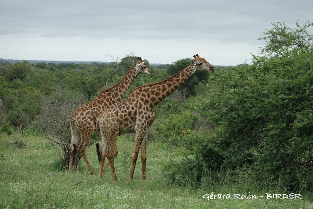 Girafes Afrique du Sud