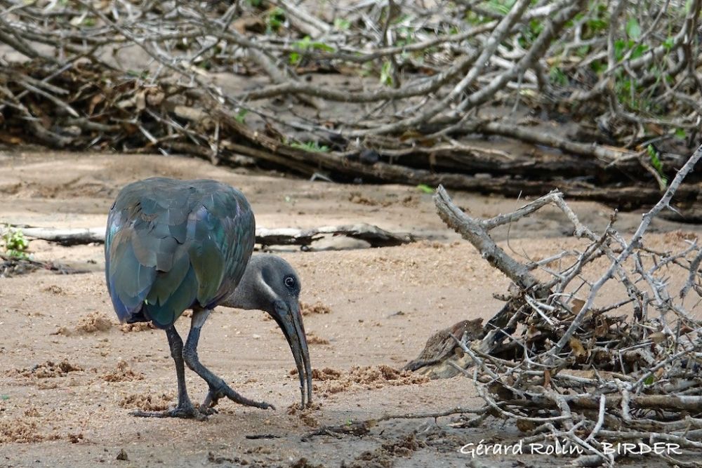 Ibis hagedash Afrique du Sud