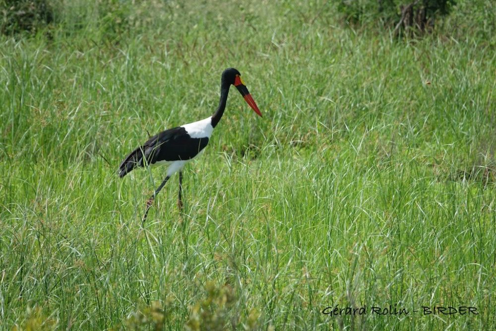 Jabiru du Sénégal