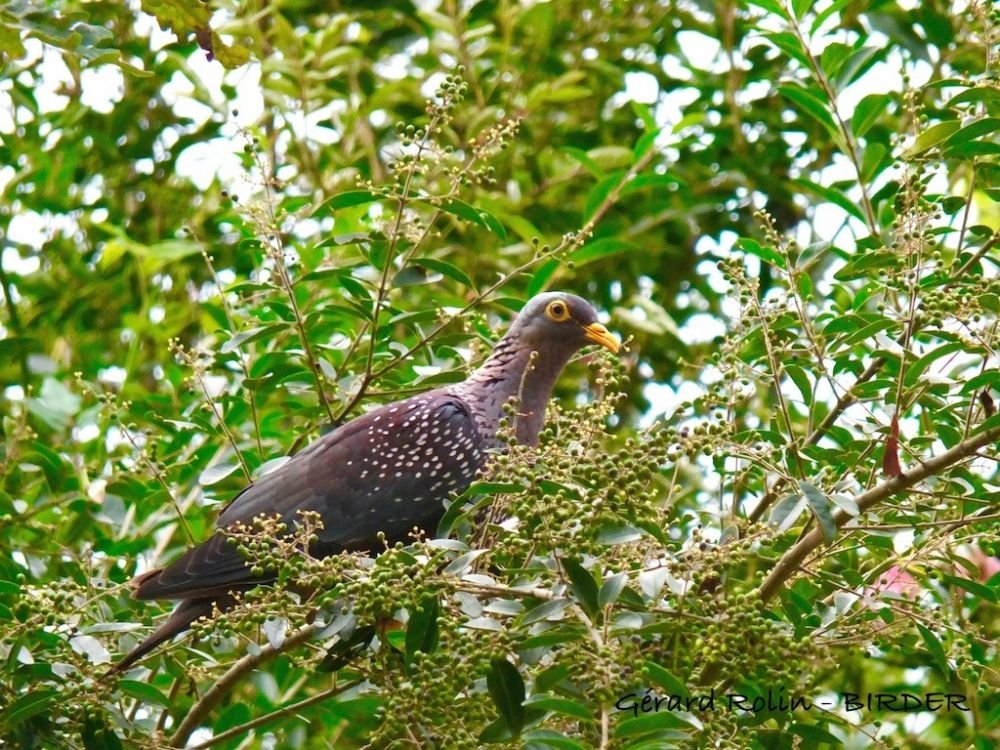 Pigeon rameron Afrique du Sud