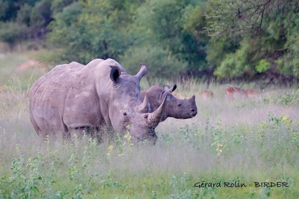 Rhinos blancs Afrique du Sud