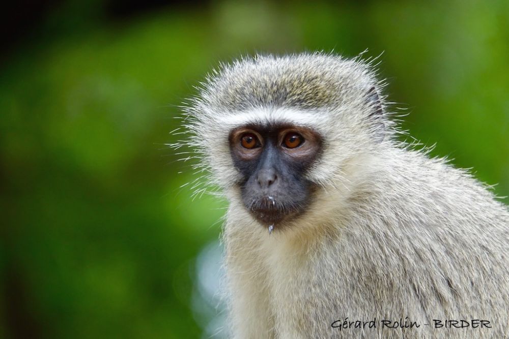 Vervet Afrique du Sud