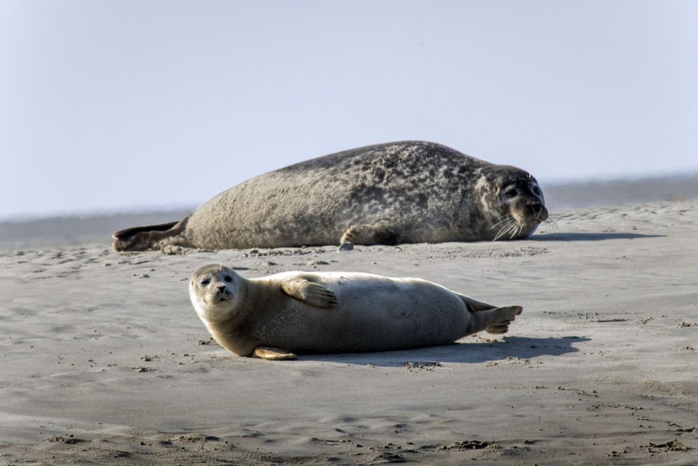 Phoque veau-marin île Texel Pays-Bas