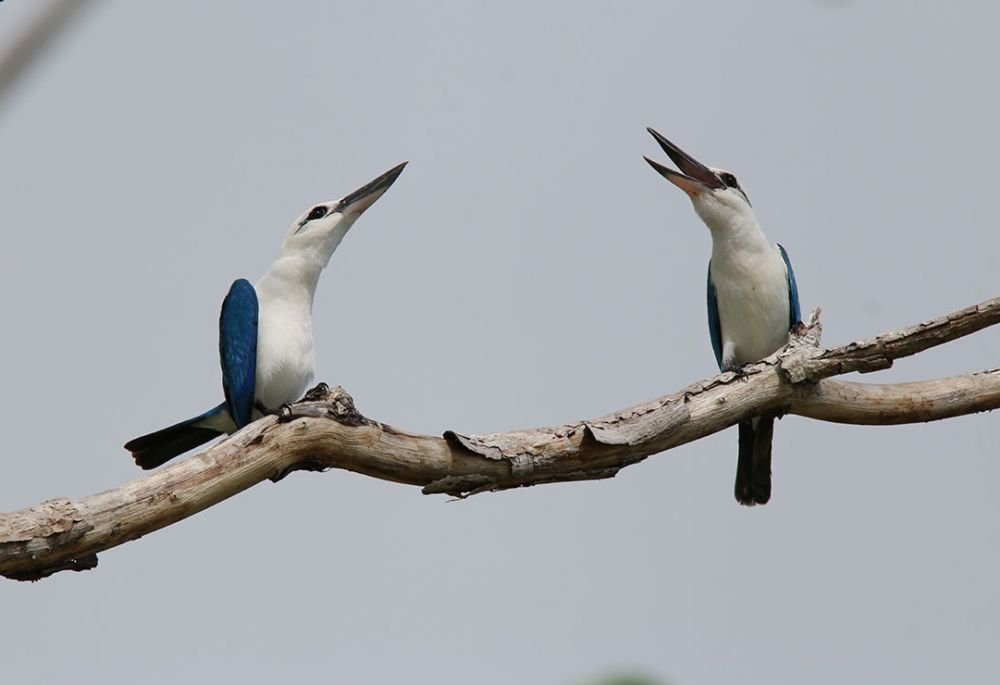 Couple de martin-chasseur à tête blanche