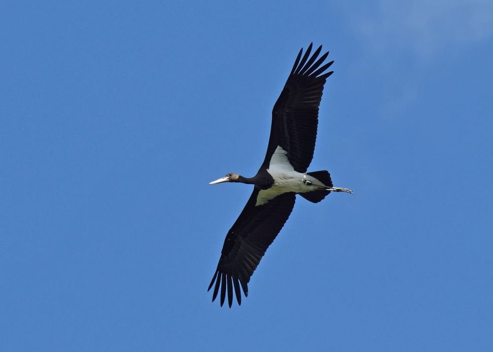 Cigogne noire