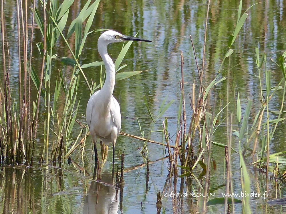 Aigrette garzette