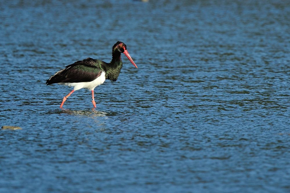 Cigogne noire