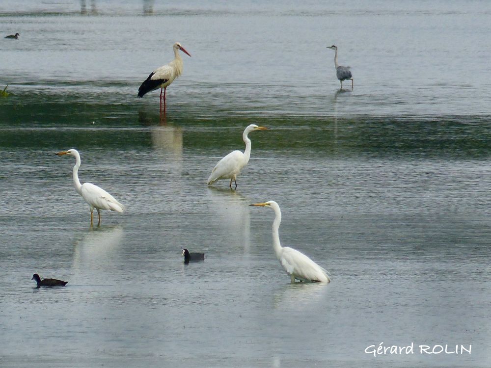 Cigogne blanches et grandes aigrettes