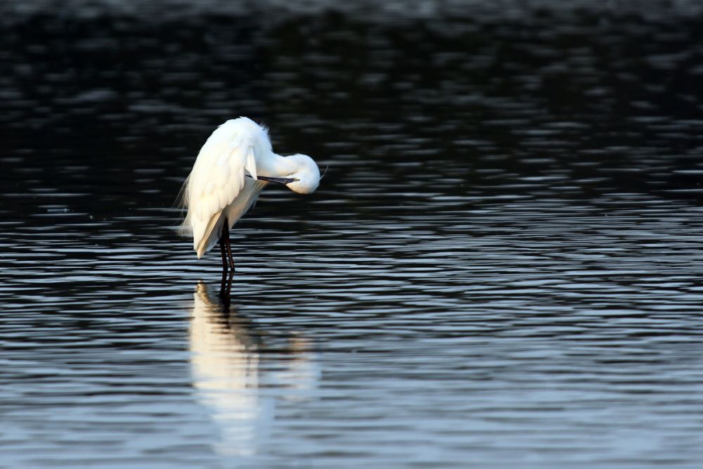 Aigrette garzette