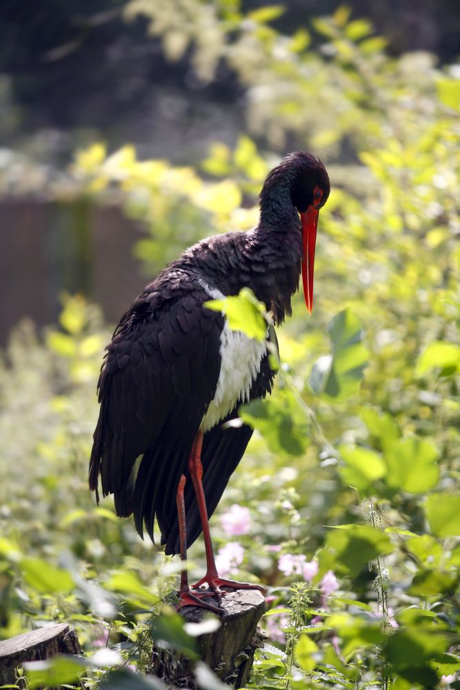 Cigogne noire