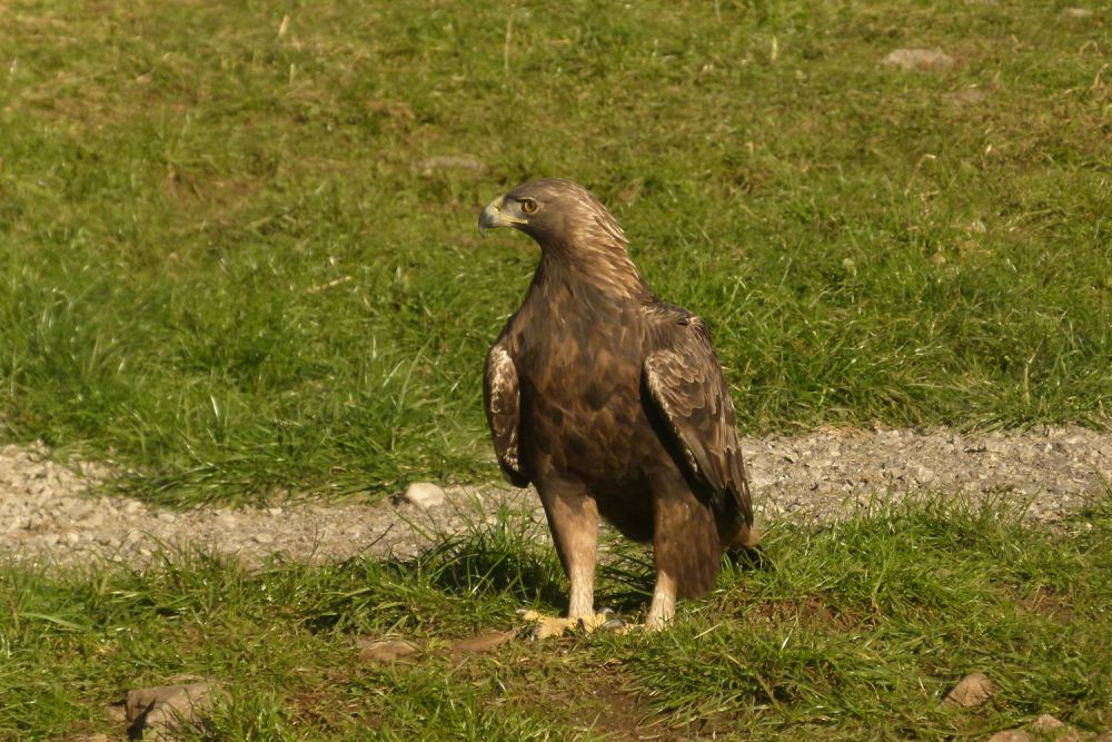 Aigle