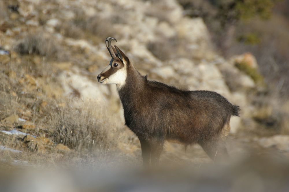 Chamois