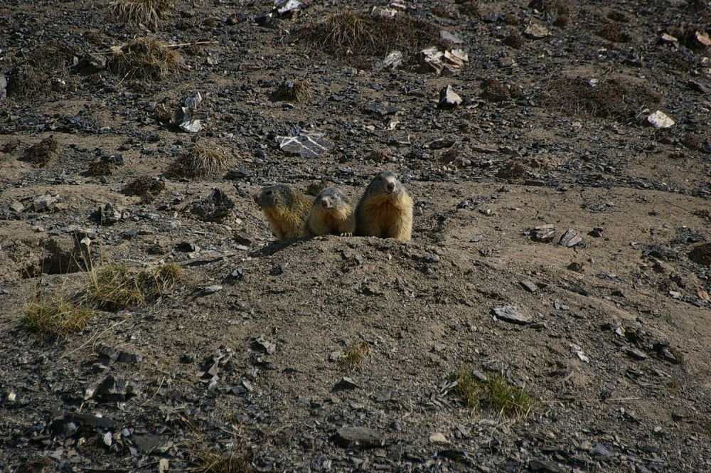 Marmottes