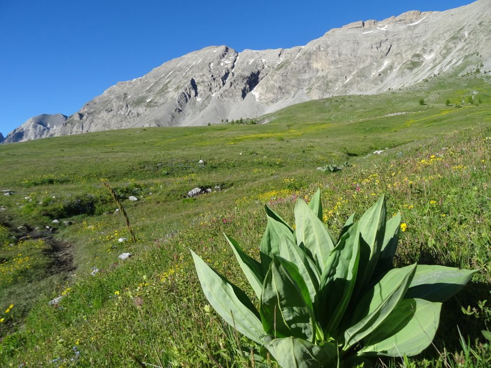 Col des champs