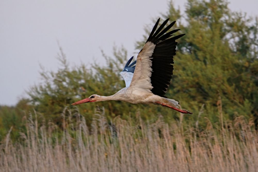 Cigogne