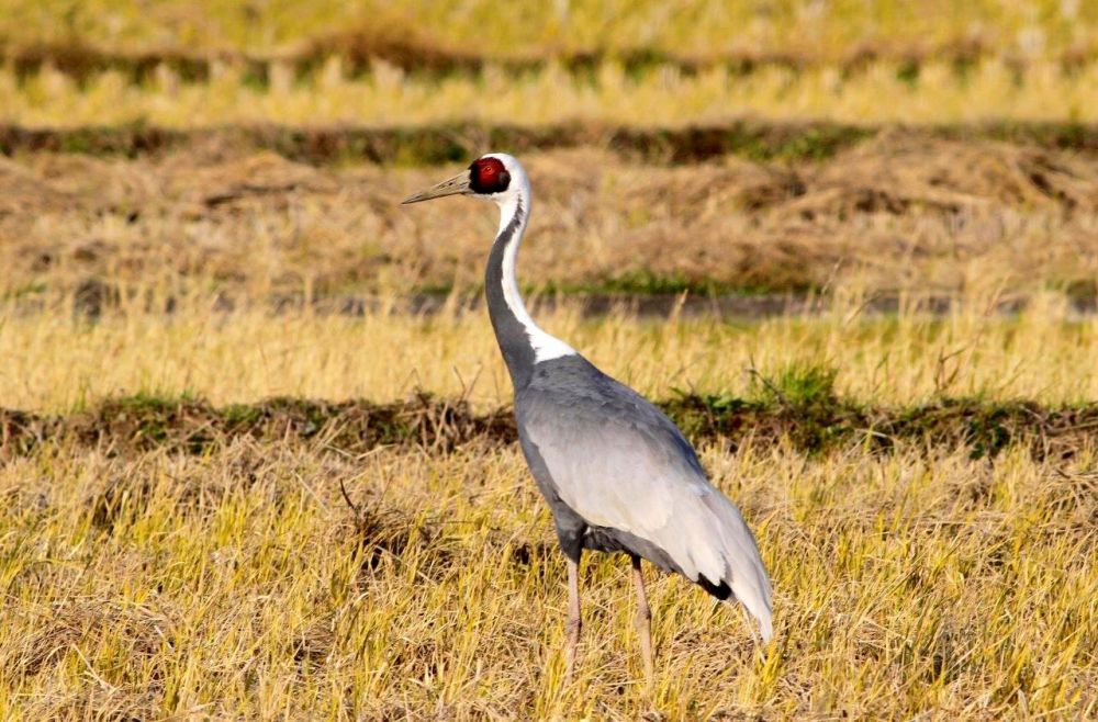 Grue à cou blanc