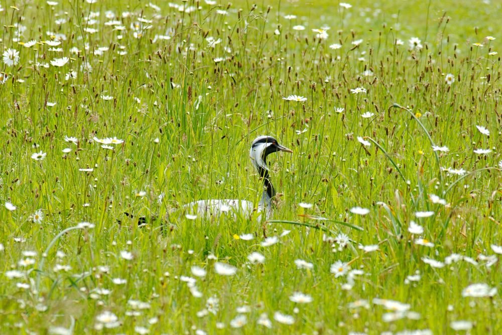 Grue Demoiselle