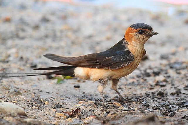 Hirondelle Rousseline © Agustín Povedano