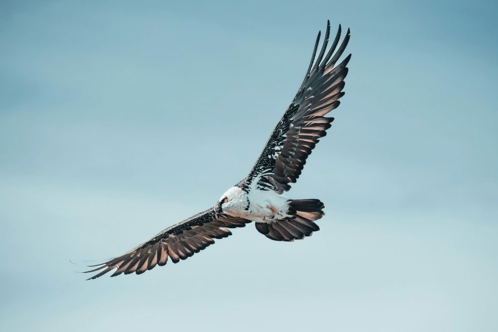 Vautour percnoptère