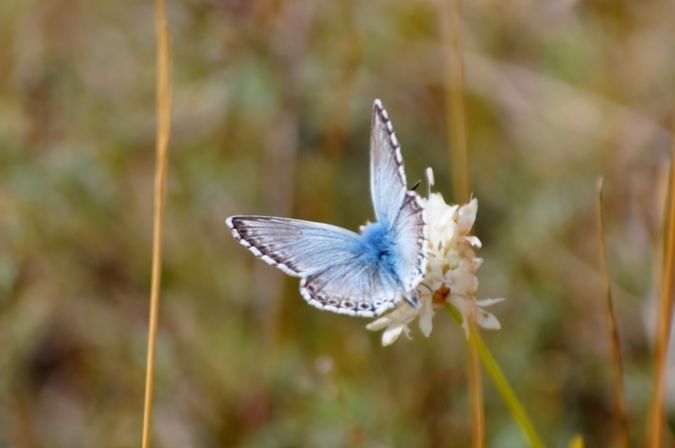 Bleu nacré espagnol