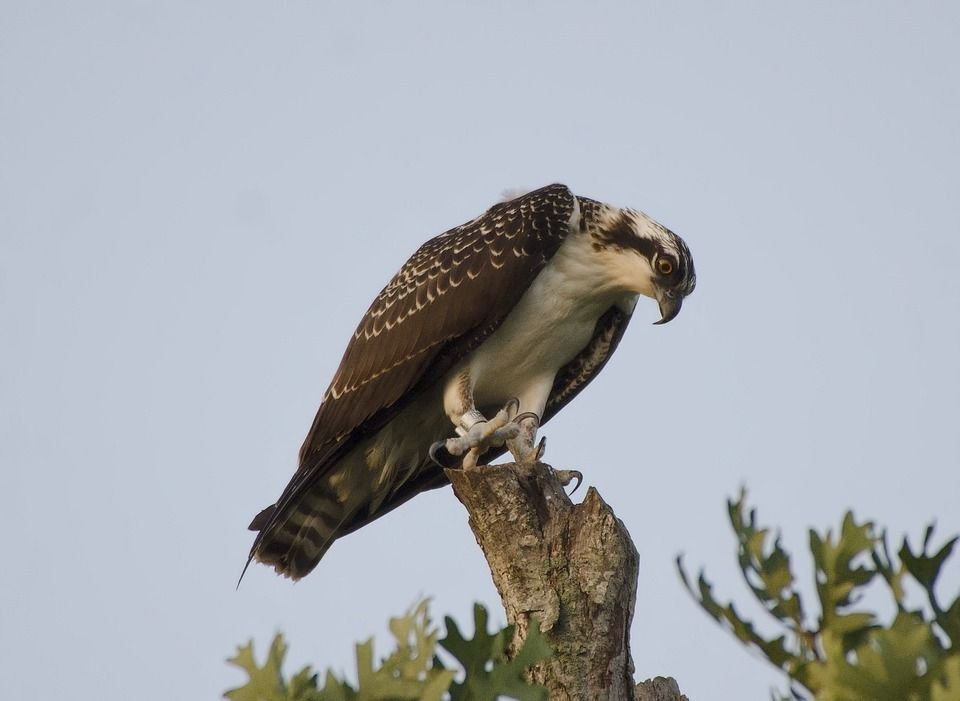 Balbuzard pêcheur