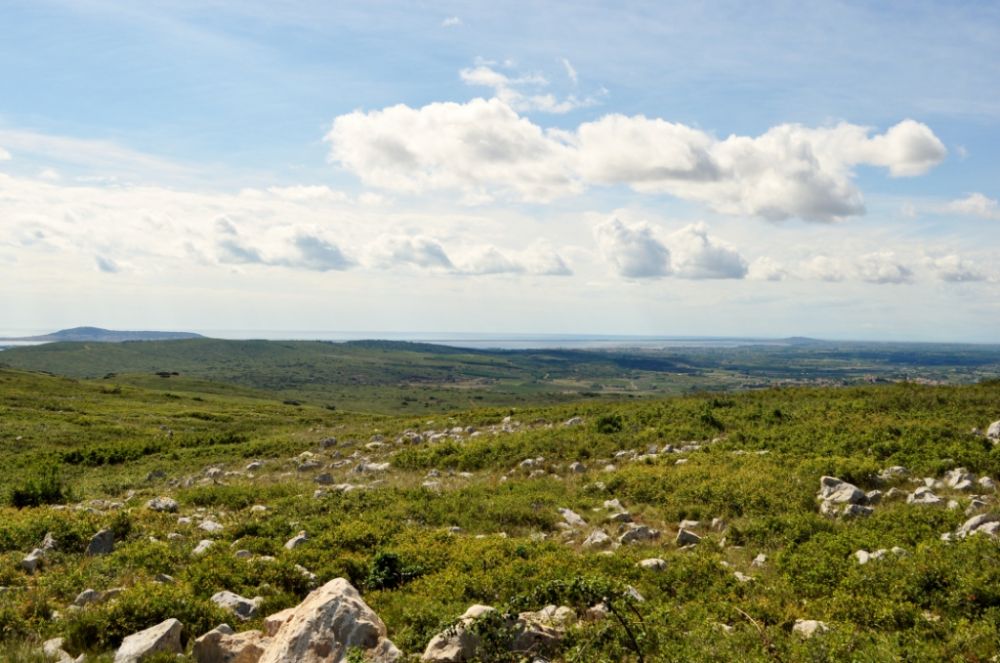 Garrigue