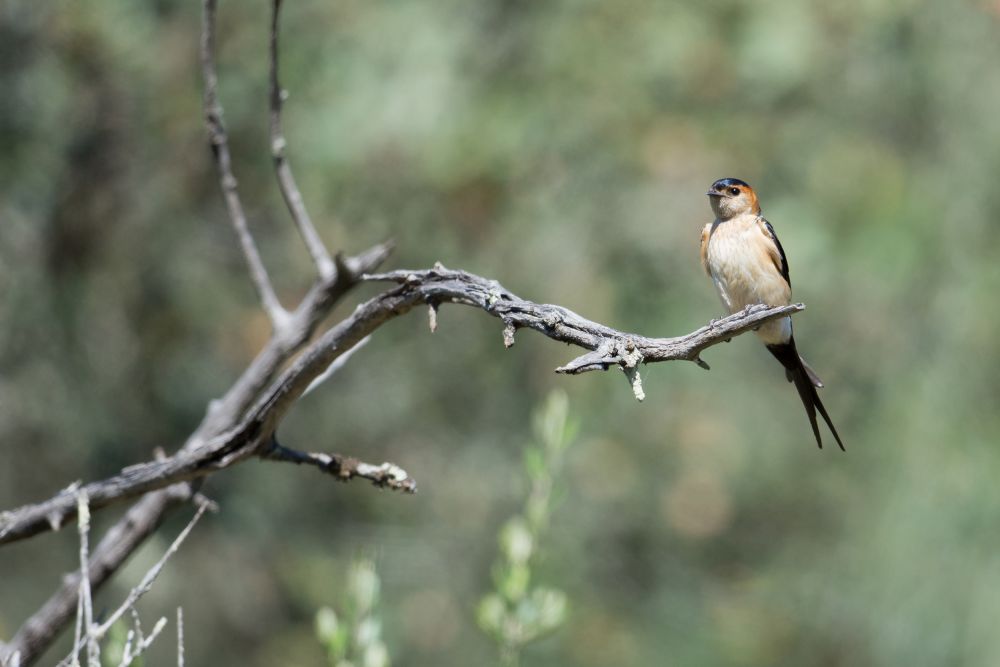 Hirondelle rousseline