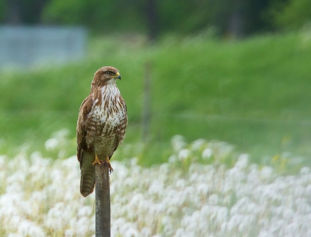 Buse variable