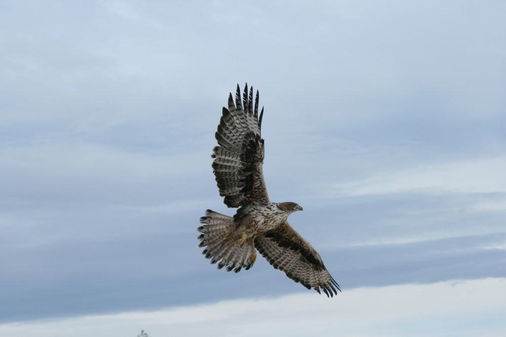 Aigle de Bonelli