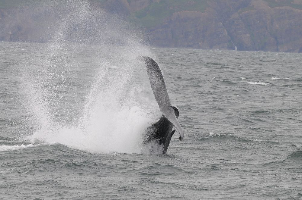 Baleine à bosse