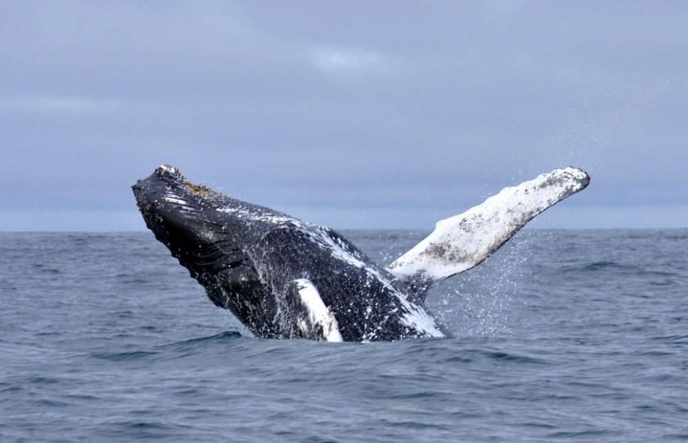 Baleine à bosse