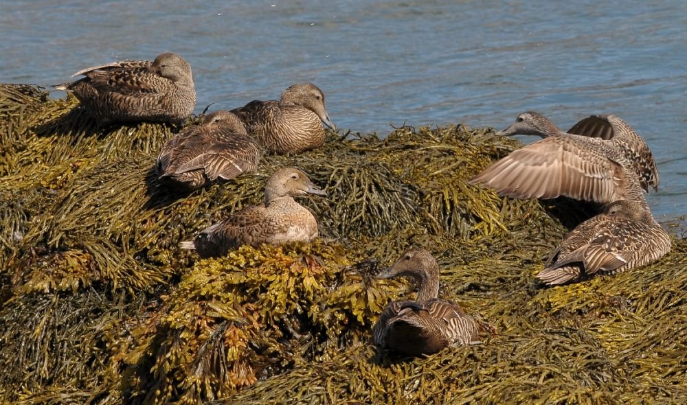 Eider à tête grise femelle avec Eider à duvet