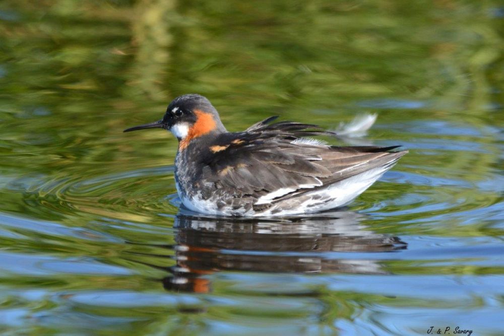 Phalarope à bec étroit