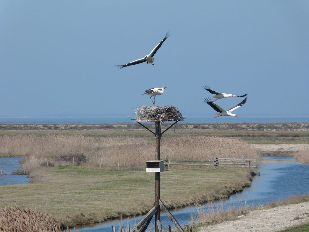 Cigognes blanches