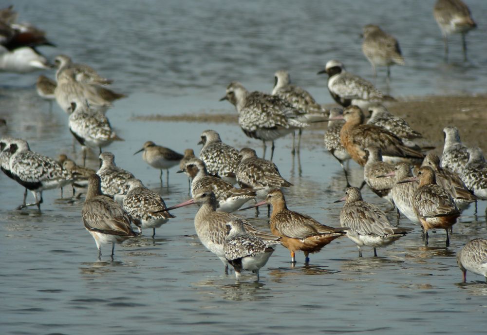 Groupe de limicoles