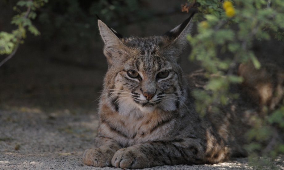 Bobcat