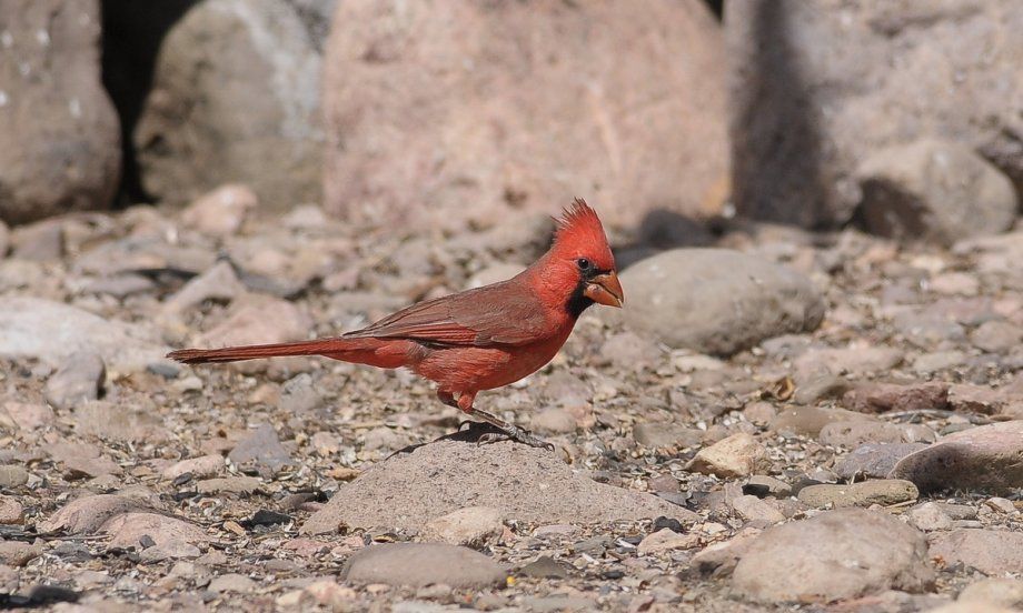 Cardinal rouge