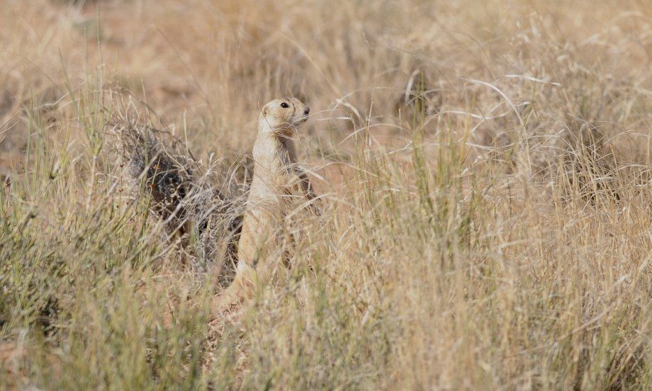 Chien de prairies