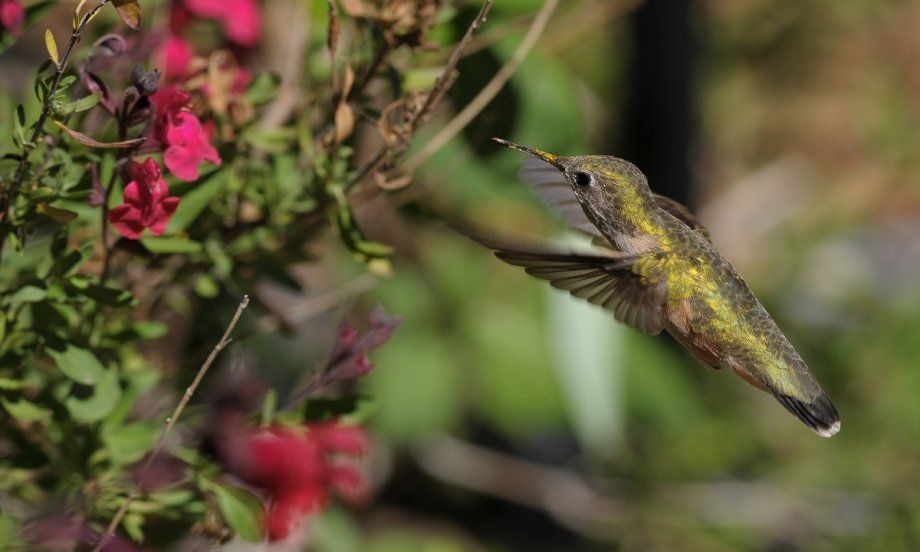 Colibri calliope