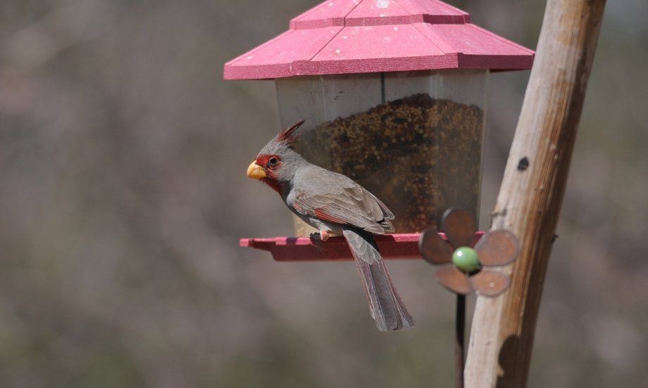 Cardinal pyrrhuloxia