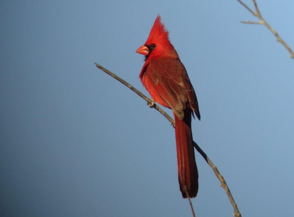 Cardinal rouge