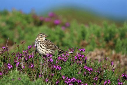 Pipit farlouse