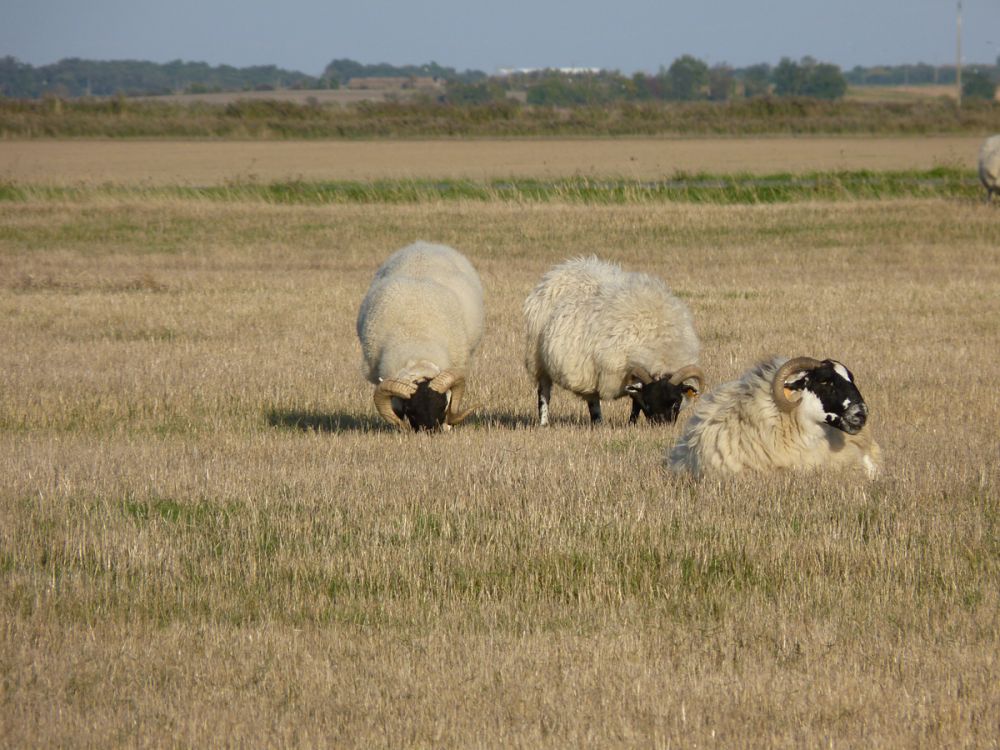 Moutons en pâture