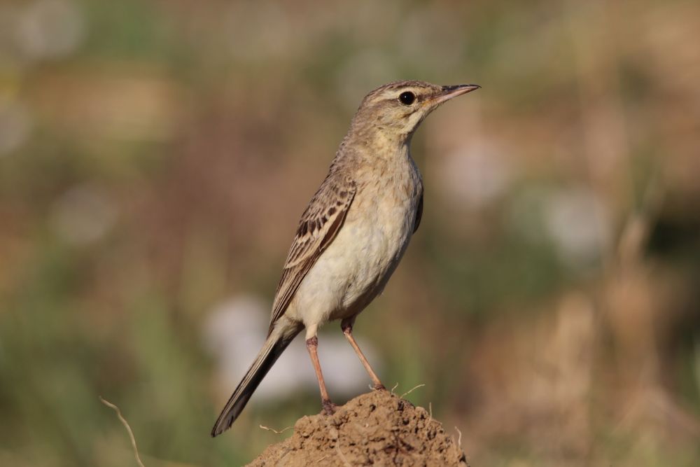 Pipit rousseline