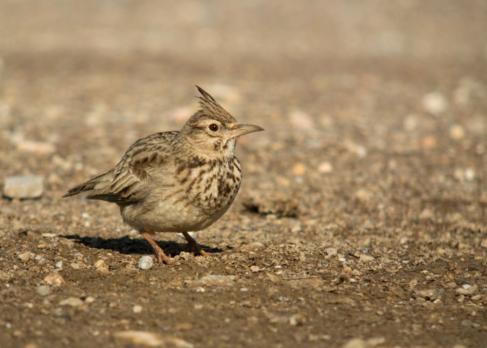 Cochevis huppé