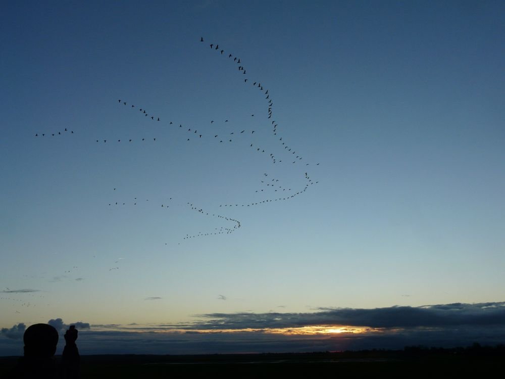 Envol d'oiseaux, Pays Bas © Jean Baptiste Martineau