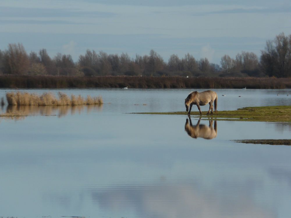 Pays Bas © Jean Baptiste Martineau