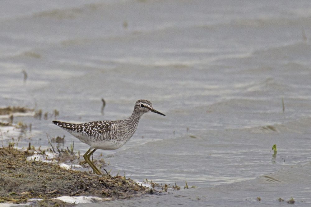 Chevalier Sylvain, Lauwersmeer © Jacque Janssen